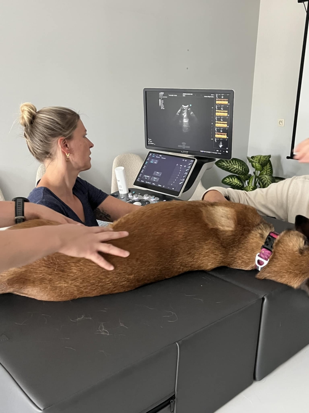 One-on-One Echocardio - Prof Dr. Pascale Smets - 28/04/2026