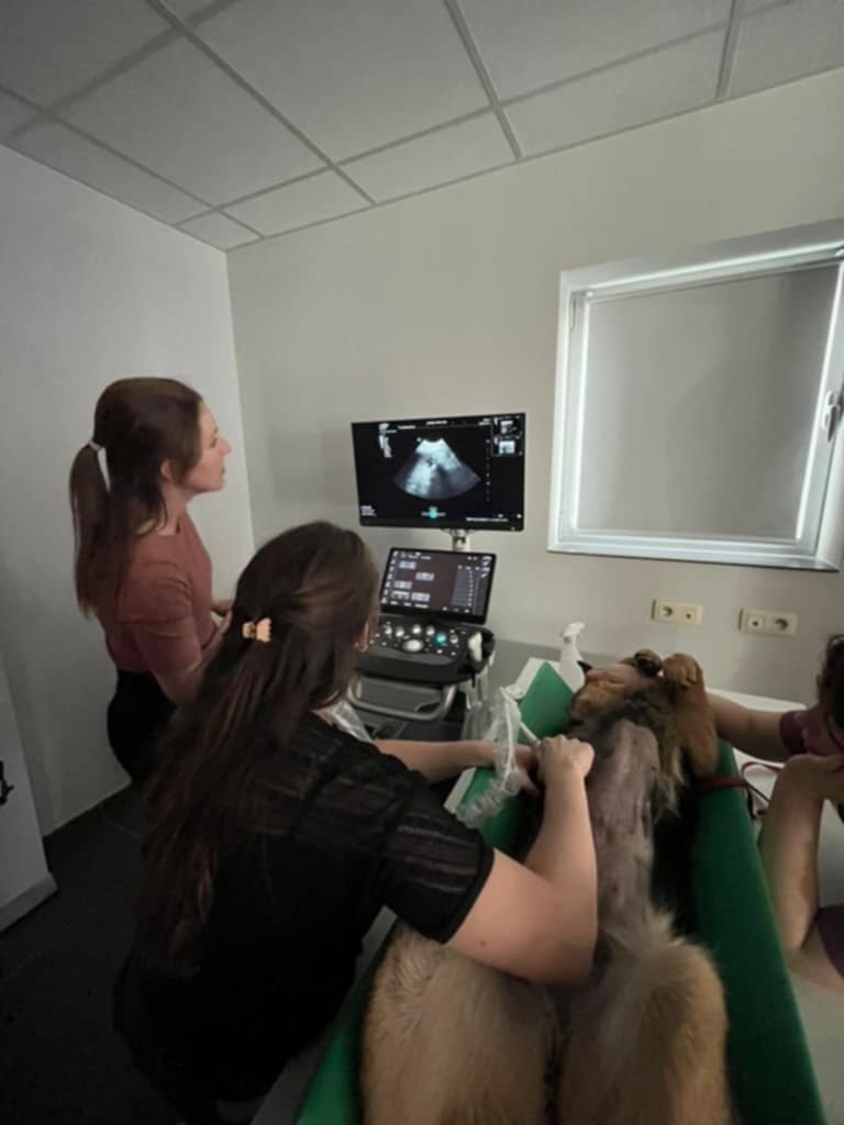 Opleiding lasertherapie: Grondslagen en toepassingen van MLS technologie - DVM. Nassèra Raeman - 16/12/2025