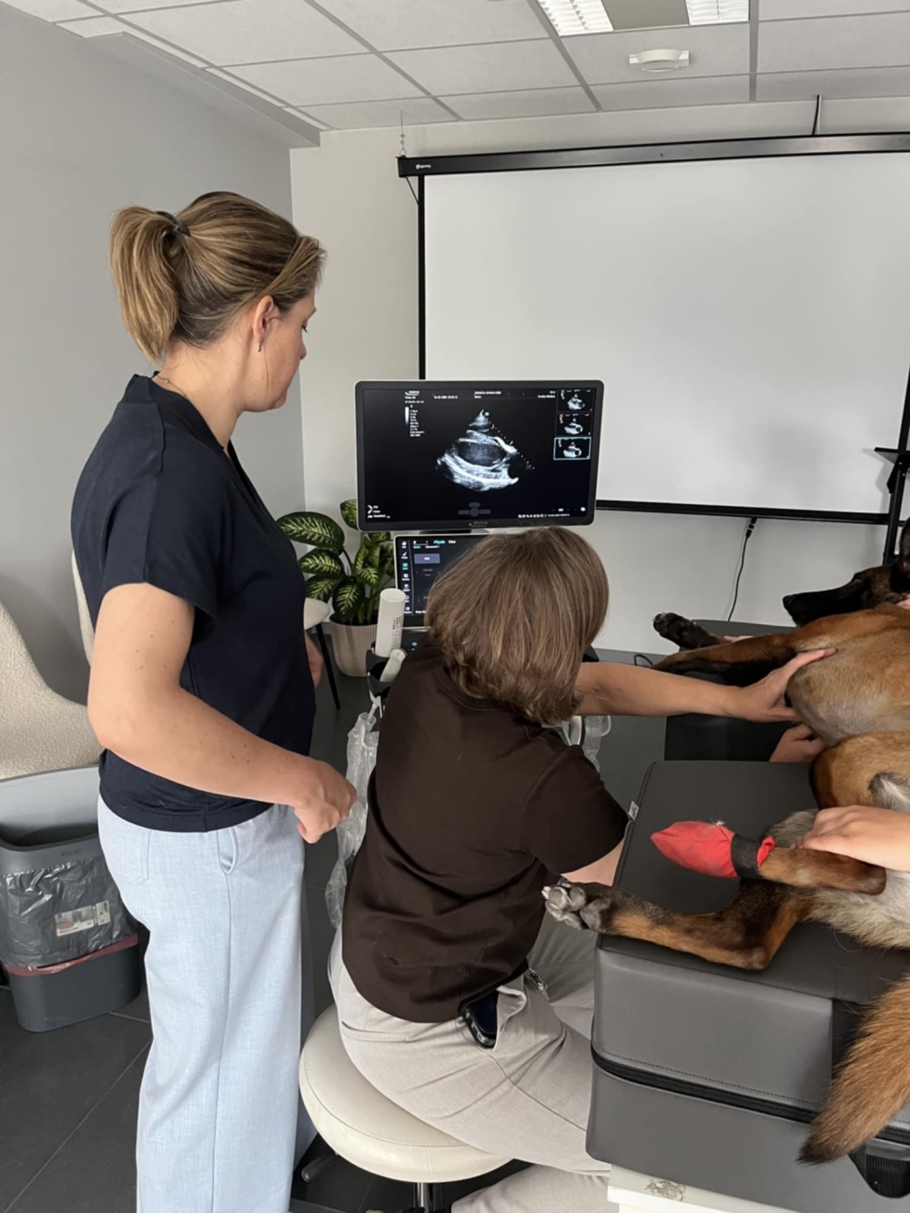 POCUS Hart - Prof Dr. Pascale Smets en Dr. Gitte Mampaey - 24/02/2026