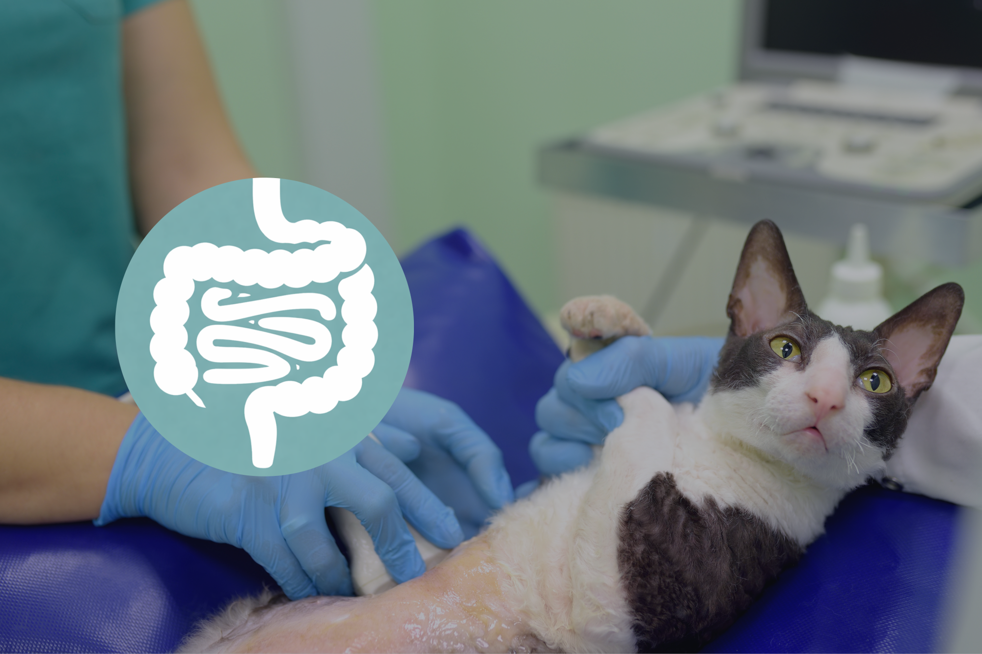 Echo abdomen feline