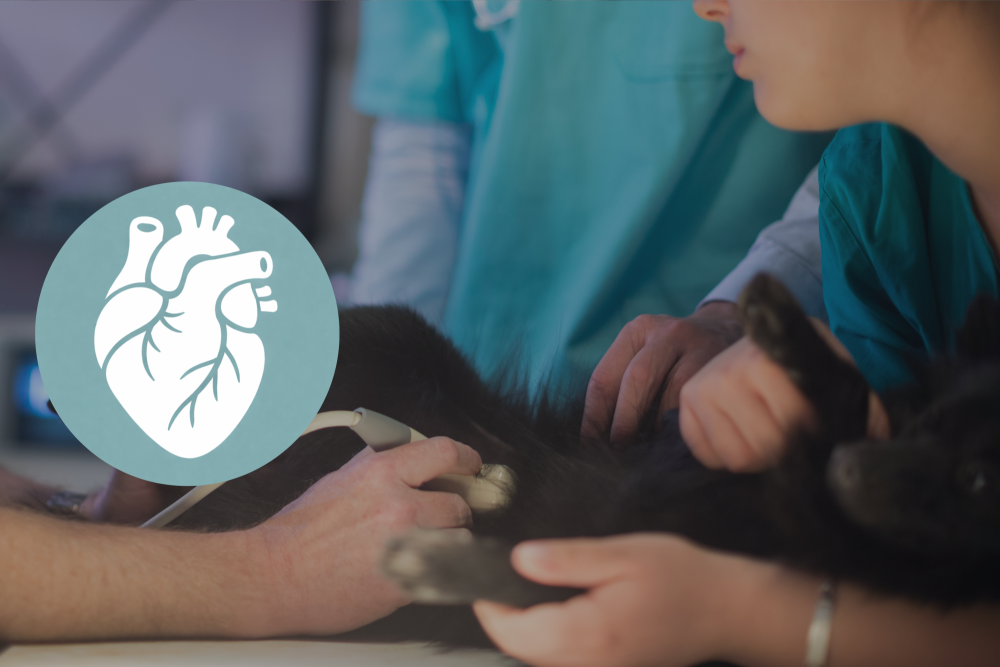 Echocardio: functiemetingen