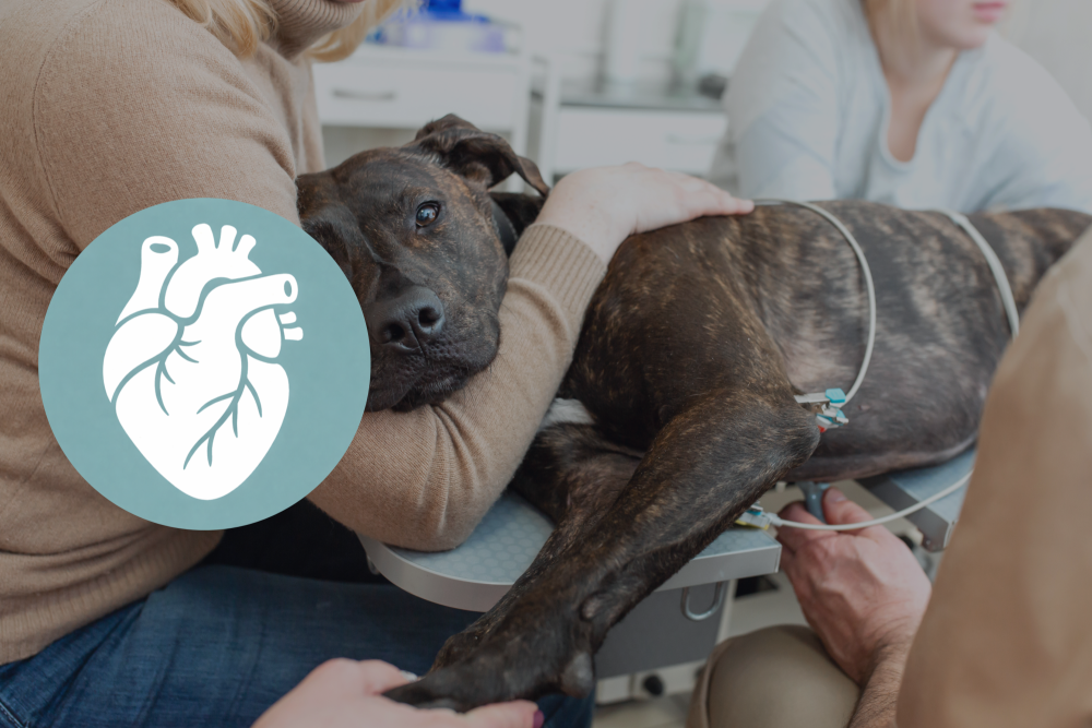 Echocardio: intracardiale shunts en pericard problematiek
