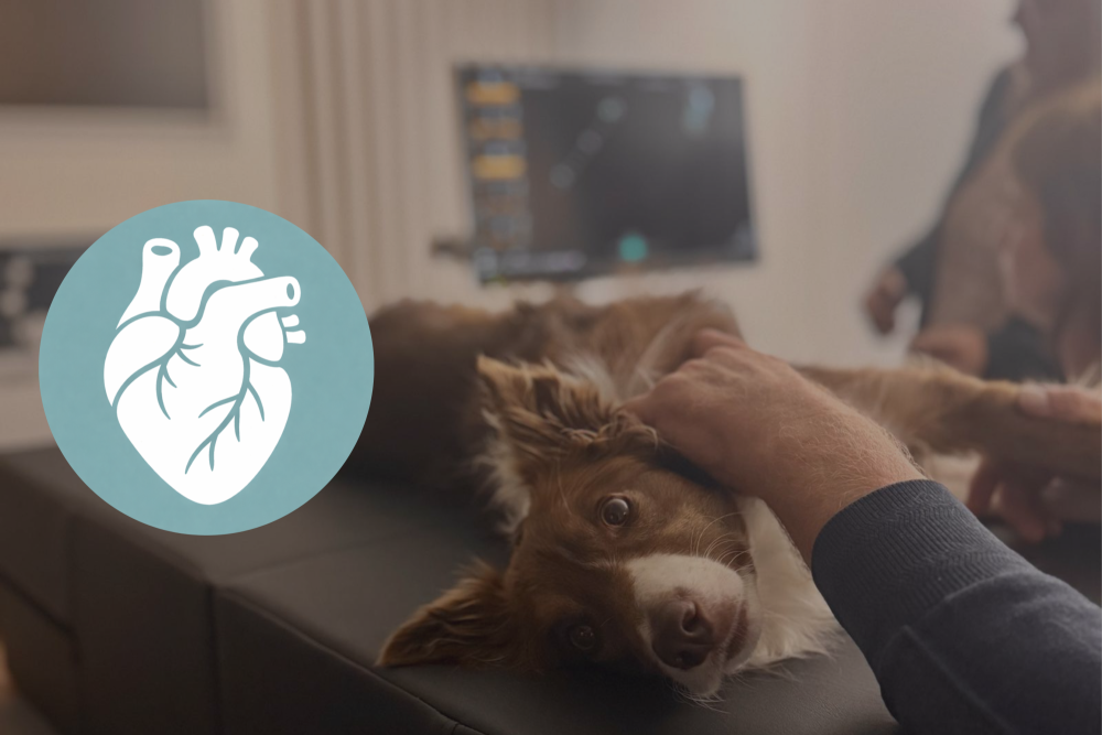 Echocardio: pulmonaire hypertensie en stenoses