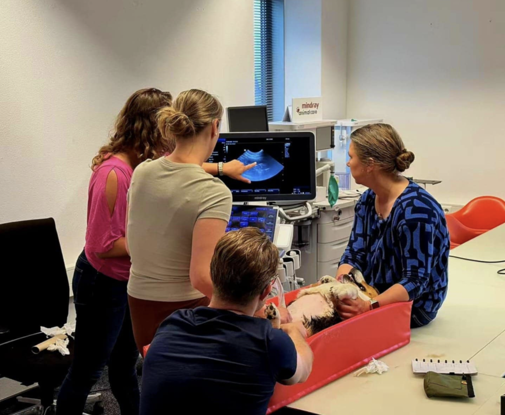 NEDERLAND, Echo Abdomen: Advanced 2 - DVM. Melanie Bouwmeester - op 18/12/2025