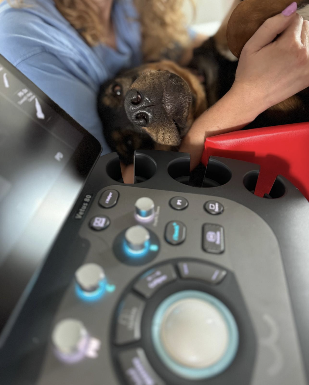 NEDERLAND, Echo Cardio module 1: Basis cursus - DVM. Melanie Bouwmeester en Anne van de Watering - 11/12/2025