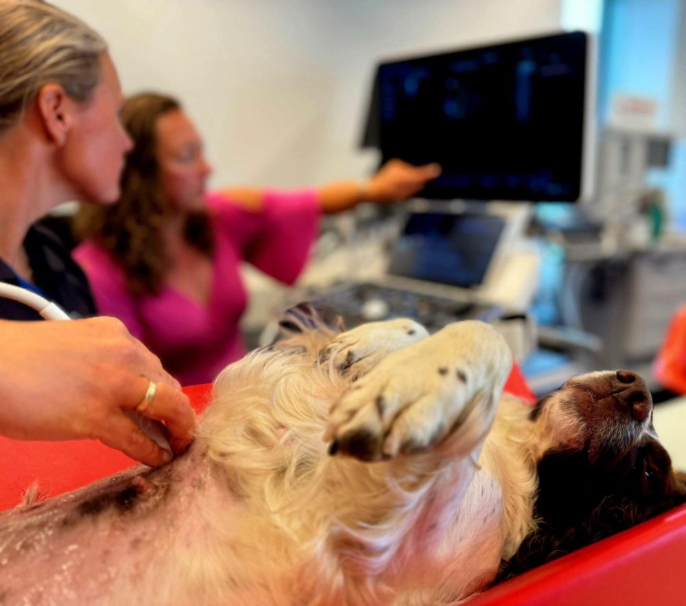 NEDERLAND, Echo Cardio: Module 2 - DVM. Melanie Bouwmeester en DVM. Anne van de Watering - op 18/06/2026