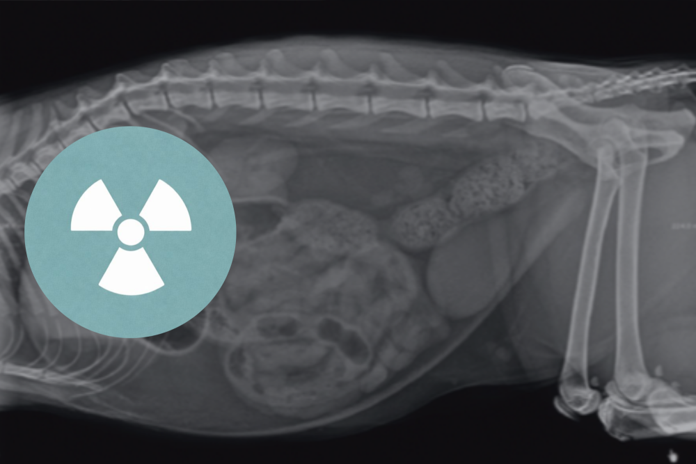 Radiografie: module 2