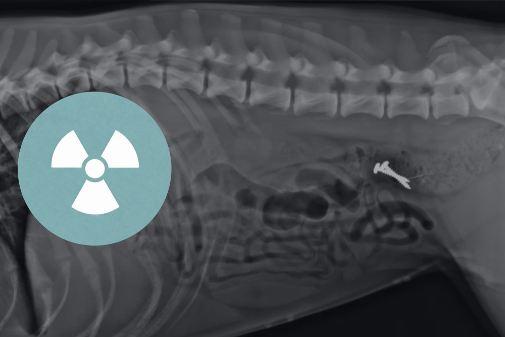Radiographie: module 1
